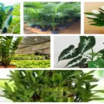 Indoor plants for home