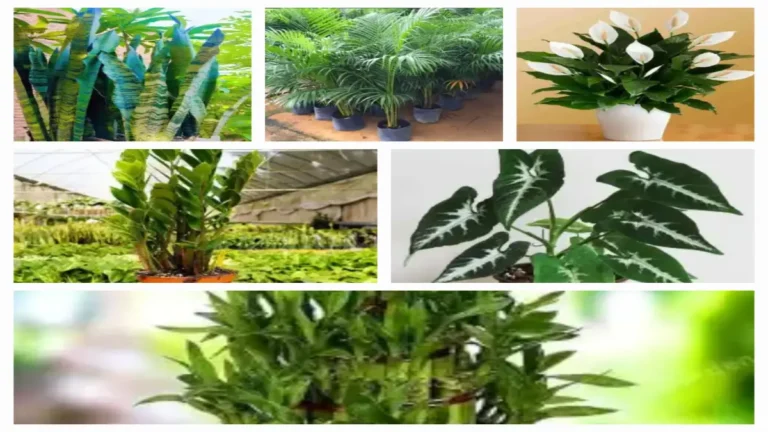 Indoor plants for home